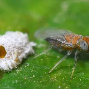 thumbnail for publication: Anagyrus pseudococci Girault (Insecta: Hymenoptera: Encyrtidae)